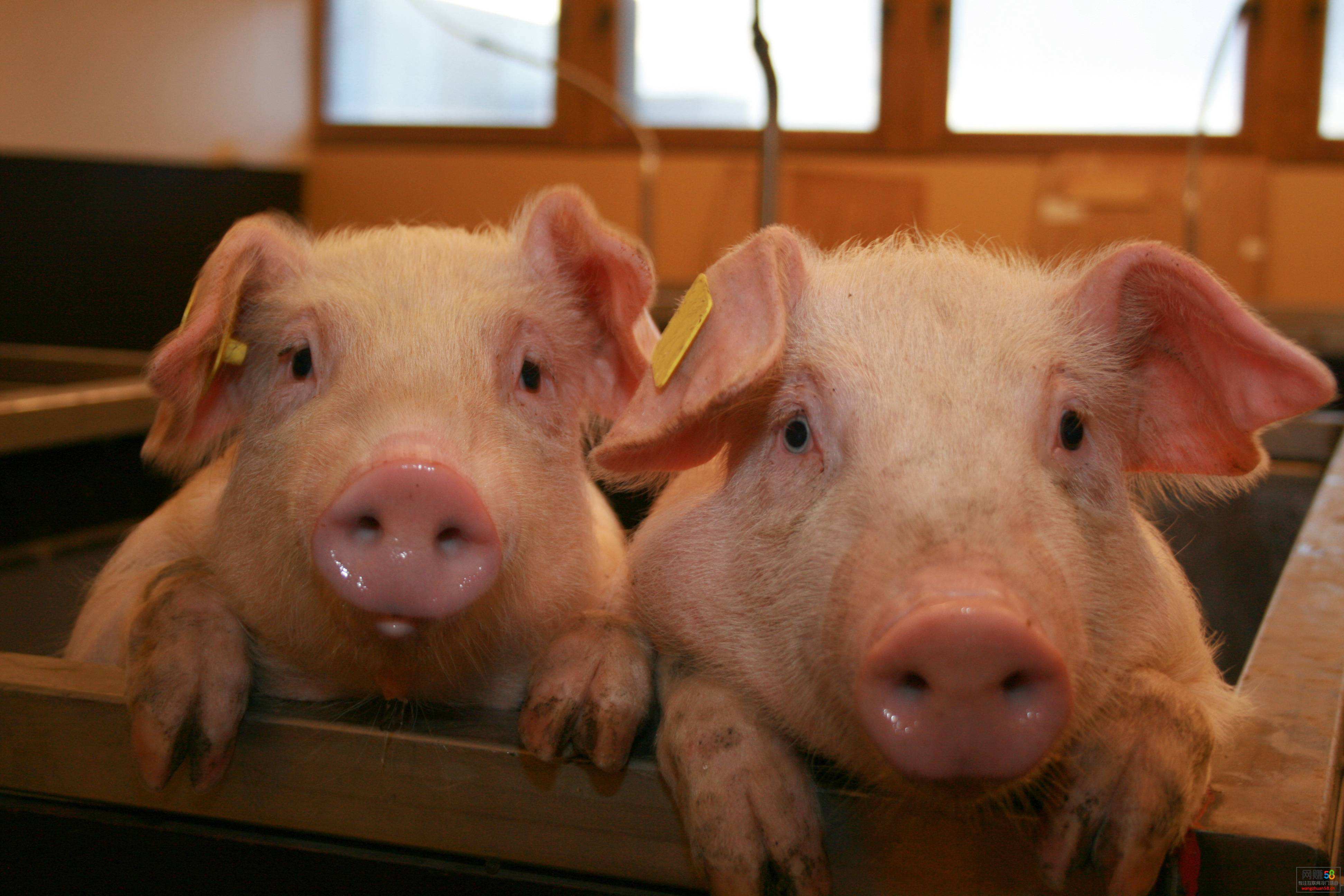 境外非洲猪瘟疫情传入风险增加，政府有哪些防控举措？