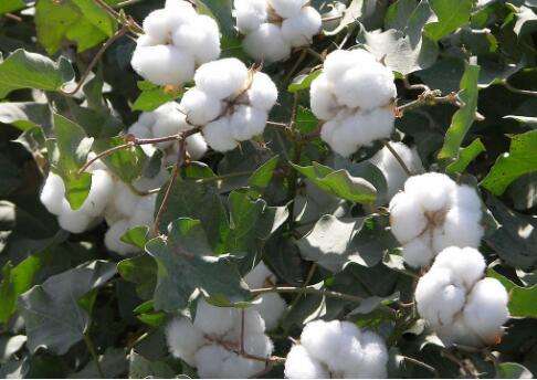 2020年棉花生产中后期管理技术指导意见