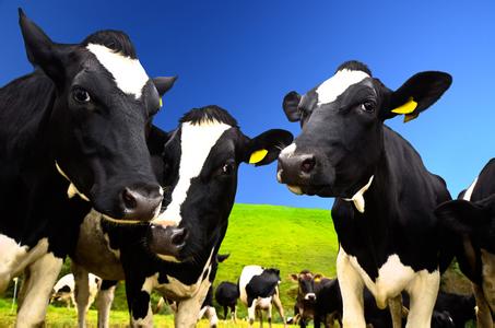 浙江省农业农村厅关于《关于促进奶业高质量发展的意见（征求意见稿