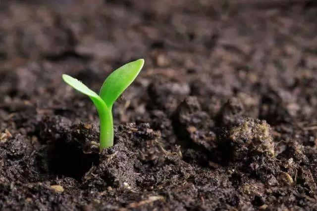 安徽省农业农村厅办公室关于开展2021年春季农作物种子市场专项检查工