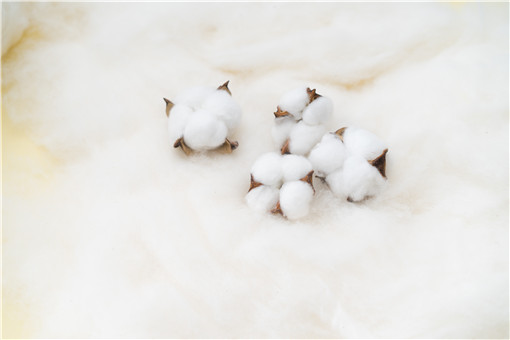关于新疆棉花的6个事实你一定要知道！具体是哪6个事实？附详情！